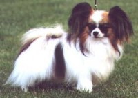 Papillon thumbnail