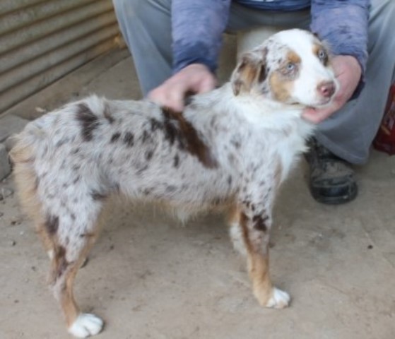 Smith Farm Aussies