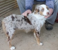 Smith Farm Aussies Miniature Australian Shepherd breeder
