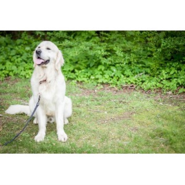 Golden Retriever Breeder 22047