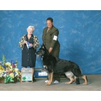 Marcato German Shepherds German Shepherd Dog breeder