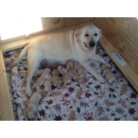 Hearts Desire Labradors Labrador Retriever for breeder