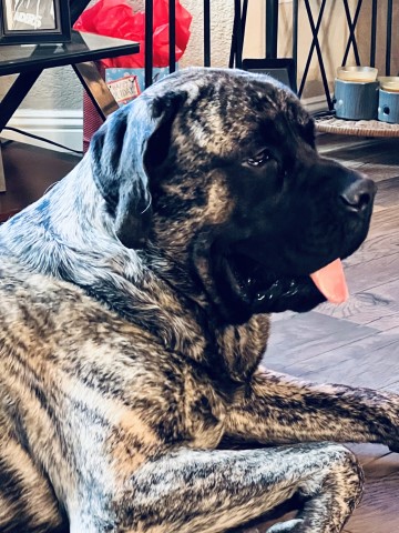 Mastiff Stud 29403