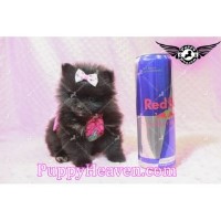 Puppy Heaven Pomeranian breeder