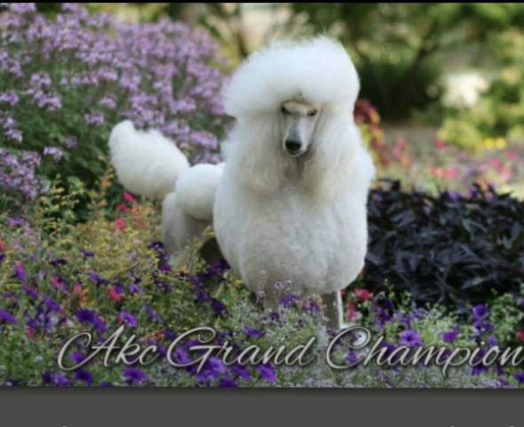 Poodle Standard Stud 26537