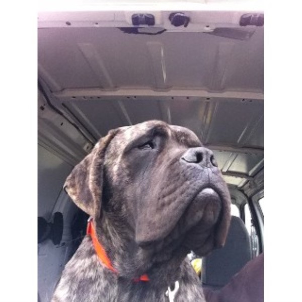majestic mastiffs