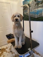 Darlenne Melo - Goldendoodle Breeder Goldendoodle breeder