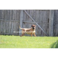 Drogheda Bullmastiff Bullmastiff breeder