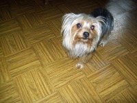 Shirley Shepard - Yorkshire Terrier Stud