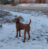 Amy - Poodle Standard Stud