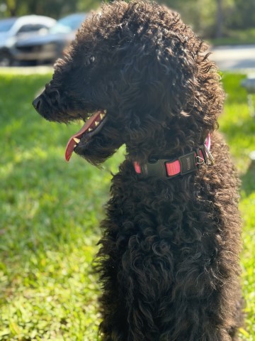 Labradoodle Breeder 31281