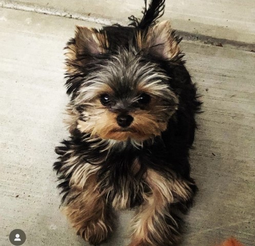 Yorkshire Terrier Stud 31588