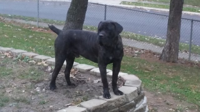 Blueyard Cane Corso