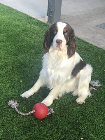 English Springer Spaniel Stud 28405