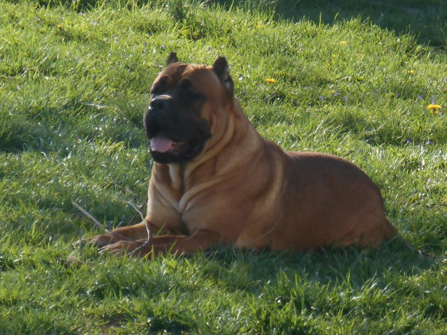 Cane Corso Stud 26270