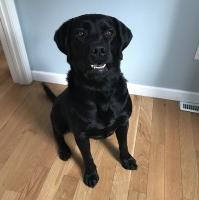 Robert - Labrador Retriever Stud