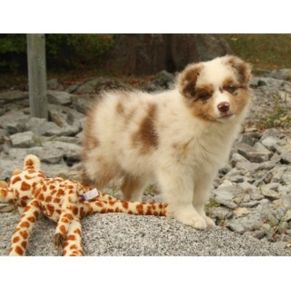 Cedarpaws Australian Shepherds Shepherd Dog Breeder In Grafton Ontario Australian Shepherd Dog Breeder