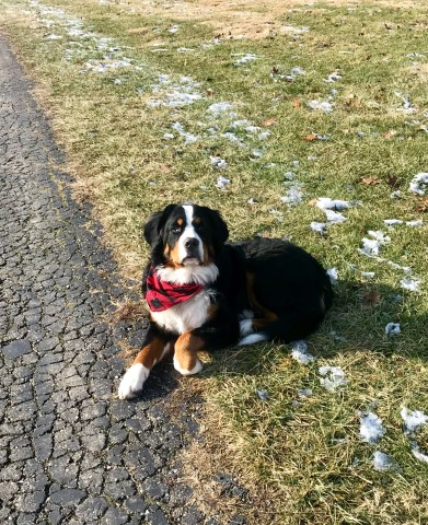 Bernese Mountain Dog Stud 28028