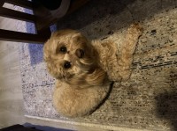 Rick Millard - Goldendoodle Breeder Goldendoodle breeder