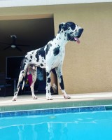 Angelica figueroa - Great Dane Stud