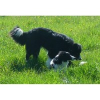 Wall 2 Wall Border Collies Border Collie breeder