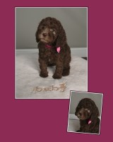 Poodle and Doodle Poodle Standard breeder