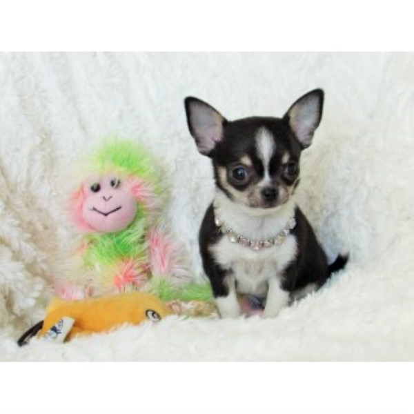 Chihuahua Breeder 25024