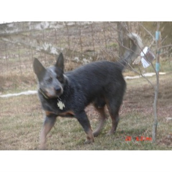 MF Heelers