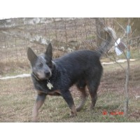 MF Heelers Australian Cattle Dog breeder