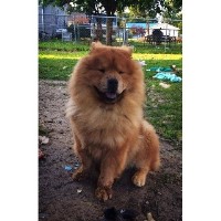 tracys royal chows Chow Chow breeder