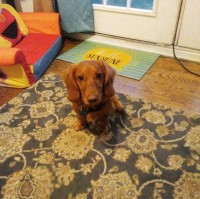 Kristen Redditt - Dachshund Stud