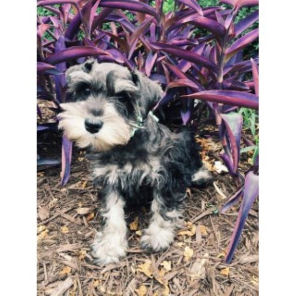 Miniature Schnauzer Breeder 21925