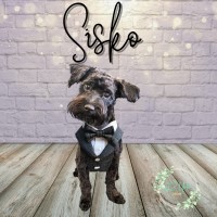 Yorkipoo thumbnail