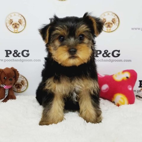 Yorkshire Terrier Stud 26163