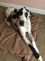 Joe & Angela - Great Dane Stud