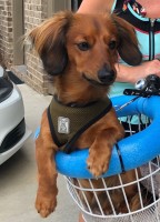 Daniel - Dachshund Stud