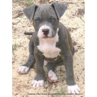 Smokin Hot Kennels American Pit Bull Terrier breeder