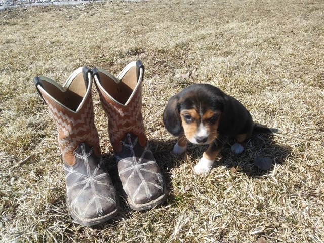 East Idaho Beagles