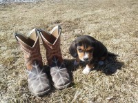 Beagle thumbnail