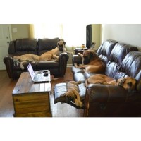 D&D Danes Great Dane breeder