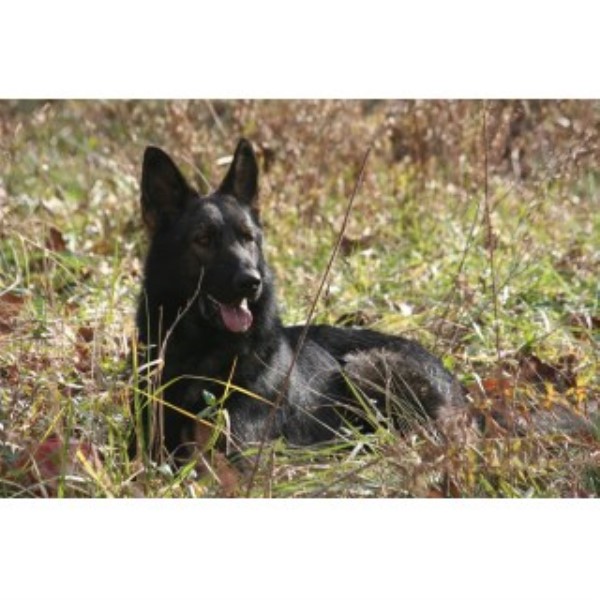 German Shepherd Dog Breeder 23640