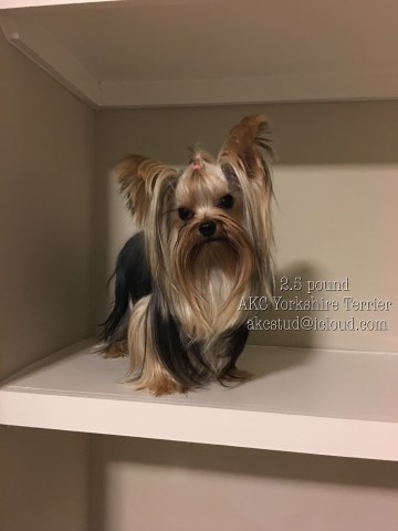 2 1/2lbs AKC Yorkshire Terrier STUD