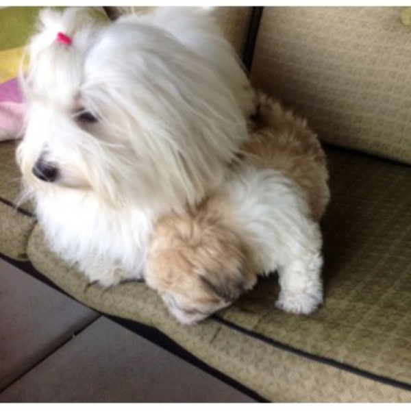 Coton De Tulear Breeder 25040