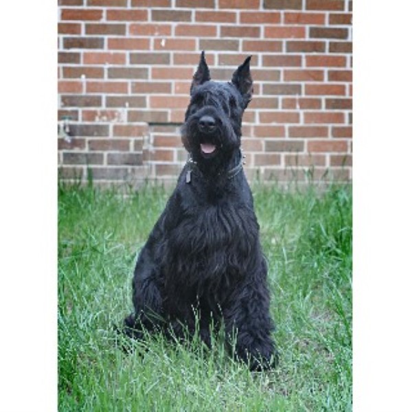 Giant Schnauzer Breeder 21743