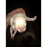 Lick Creek Labradors Labrador Retriever for breeder