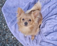 Ashley - Chihuahua Stud