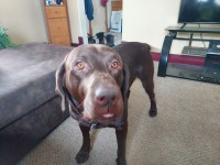 Dwayne Dauski - Labrador Retriever Stud