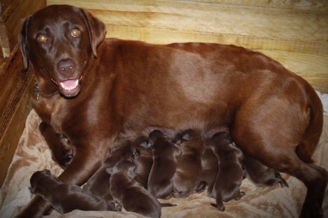 Labrador Retriever Breeder 25836