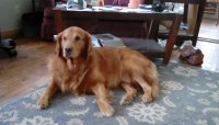 Mark and Deb Chimner - Golden Retriever Stud
