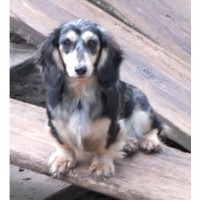 Cynthia's Akc Toy & Miniature Dachshunds Dachshund breeder